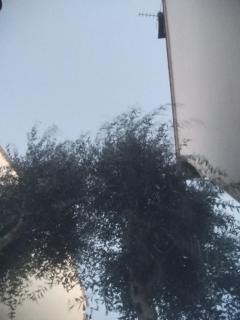 Lipopo
